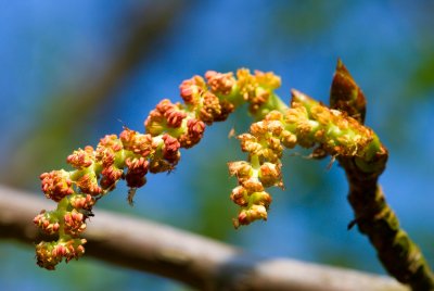Populus lasiocarpa - topol chlupatý - jehněda